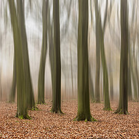 Buy canvas prints of Autumn Trees by Graham Custance
