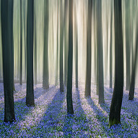 Buy canvas prints of Bluebell Woods by Graham Custance