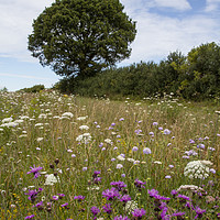 Buy canvas prints of Wildflower Meadow by Graham Custance