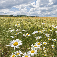 Buy canvas prints of Daisies by Graham Custance