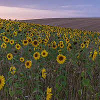 Buy canvas prints of Sunflowers by Graham Custance
