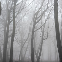Buy canvas prints of Moody Misty Morning by Graham Custance