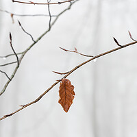 Buy canvas prints of Lone Leaf by Graham Custance