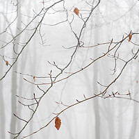 Buy canvas prints of Lone Leaf  by Graham Custance
