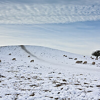 Buy canvas prints of Pitstone Hill in Winter by Graham Custance