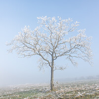 Buy canvas prints of Dunstable Downs in Winter by Graham Custance