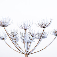 Buy canvas prints of Frozen cow parsley  by Graham Custance