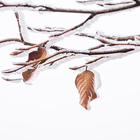 Buy canvas prints of Winter Leaf by Graham Custance
