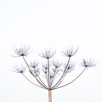 Buy canvas prints of Frozen cow parsley  by Graham Custance