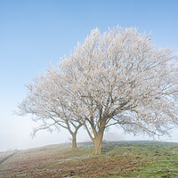Buy canvas prints of Dunstable Downs in Winter by Graham Custance