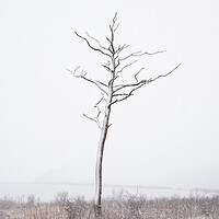 Buy canvas prints of Lone Tree by Graham Custance