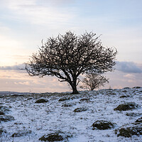 Buy canvas prints of Lone Tree in Winter by Graham Custance
