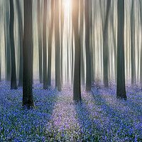 Buy canvas prints of Sunrise in a Bluebell Forest by Graham Custance