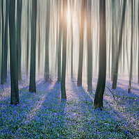 Buy canvas prints of Enchanted Bluebell Forest by Graham Custance