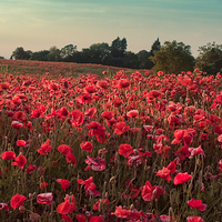 Buy canvas prints of  The Poppies of Remembrance... by Gary Horne