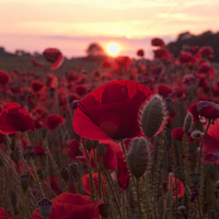 Buy canvas prints of  The Poppies of Remembrance  by Gary Horne