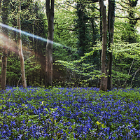 Buy canvas prints of Bluebell Woods by Gary Horne