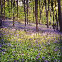 Buy canvas prints of Bluebell Woods in Bristol by Gary Horne