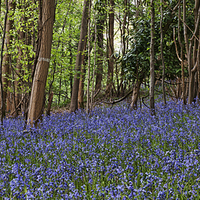 Buy canvas prints of The Bluebells of Bristol by Gary Horne