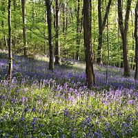 Buy canvas prints of Bluebells in Bristol by Gary Horne