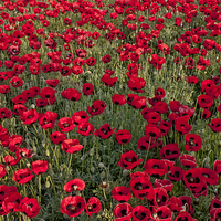 Buy canvas prints of The Fields of Remembrance by Gary Horne