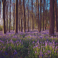 Buy canvas prints of Bluebells at Dawn by Gary Horne