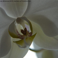 Buy canvas prints of Orchid Kiss by Darren Whitehead