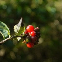 Buy canvas prints of Autumn Berries by Darren Whitehead