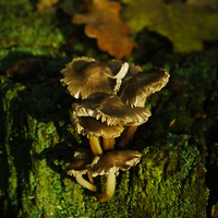 Buy canvas prints of Fungi To Be With (Portrait) by Darren Whitehead