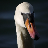 Buy canvas prints of Swanning Around by Darren Whitehead