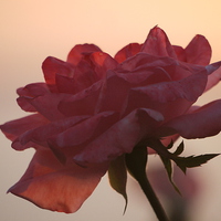 Buy canvas prints of  Blushing Rose by Darren Whitehead