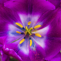 Buy canvas prints of purple flower by farah ali