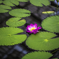 Buy canvas prints of water lily by farah ali