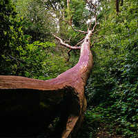 Buy canvas prints of FALLEN TREE by mark graham
