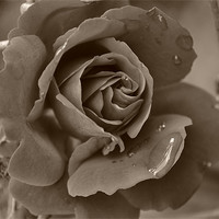 Buy canvas prints of Drop from a Rose by Shelly Bennett