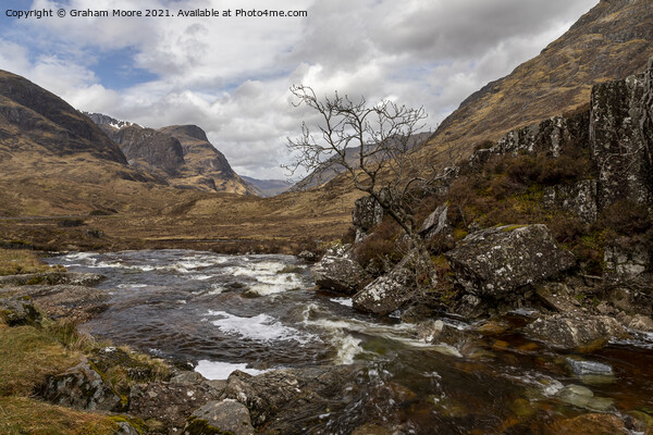 Lone tree in glencoe Picture Board by Graham Moore