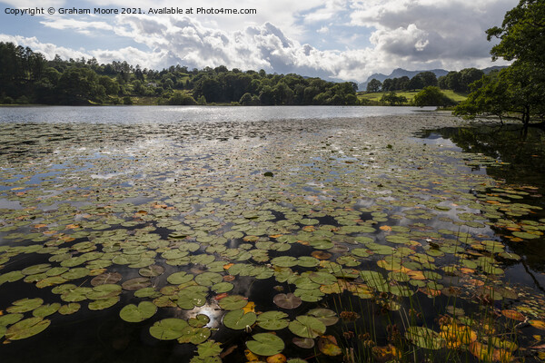 Lily pads at Loughrigg Tarn Picture Board by Graham Moore