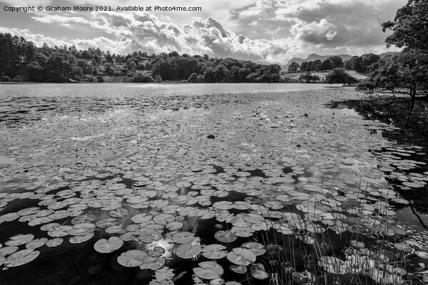 Lily pads at Loughrigg Tarn monochrome Picture Board by Graham Moore