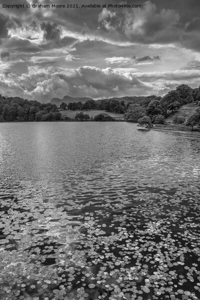 Water lilies at Loughrigg Tarn monochrome Picture Board by Graham Moore
