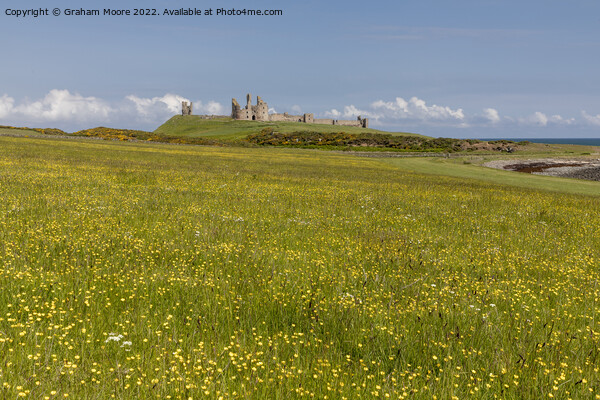 Dunstanburgh castle and wild flowers Picture Board by Graham Moore