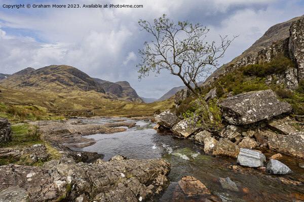 The lone tree in Glencoe Picture Board by Graham Moore