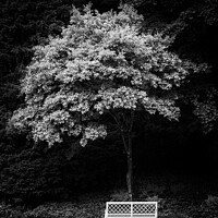 Buy canvas prints of Park bench and tree in parkland by Graham Moore