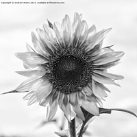 Buy canvas prints of Sunflower by Graham Moore