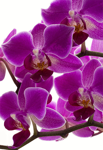 Purple Orchid Picture Board by Graham Moore