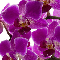 Buy canvas prints of Purple Orchid by Graham Moore