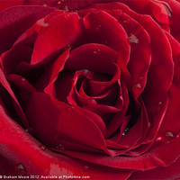 Buy canvas prints of Red Rose with raindrops by Graham Moore