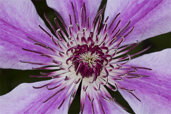 Purple Clematis Picture Board by Graham Moore