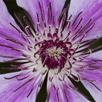 Buy canvas prints of Purple Clematis by Graham Moore