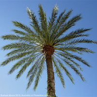 Buy canvas prints of Palm Tree by Graham Moore