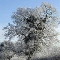 Buy canvas prints of Frost rimed tree by Graham Moore